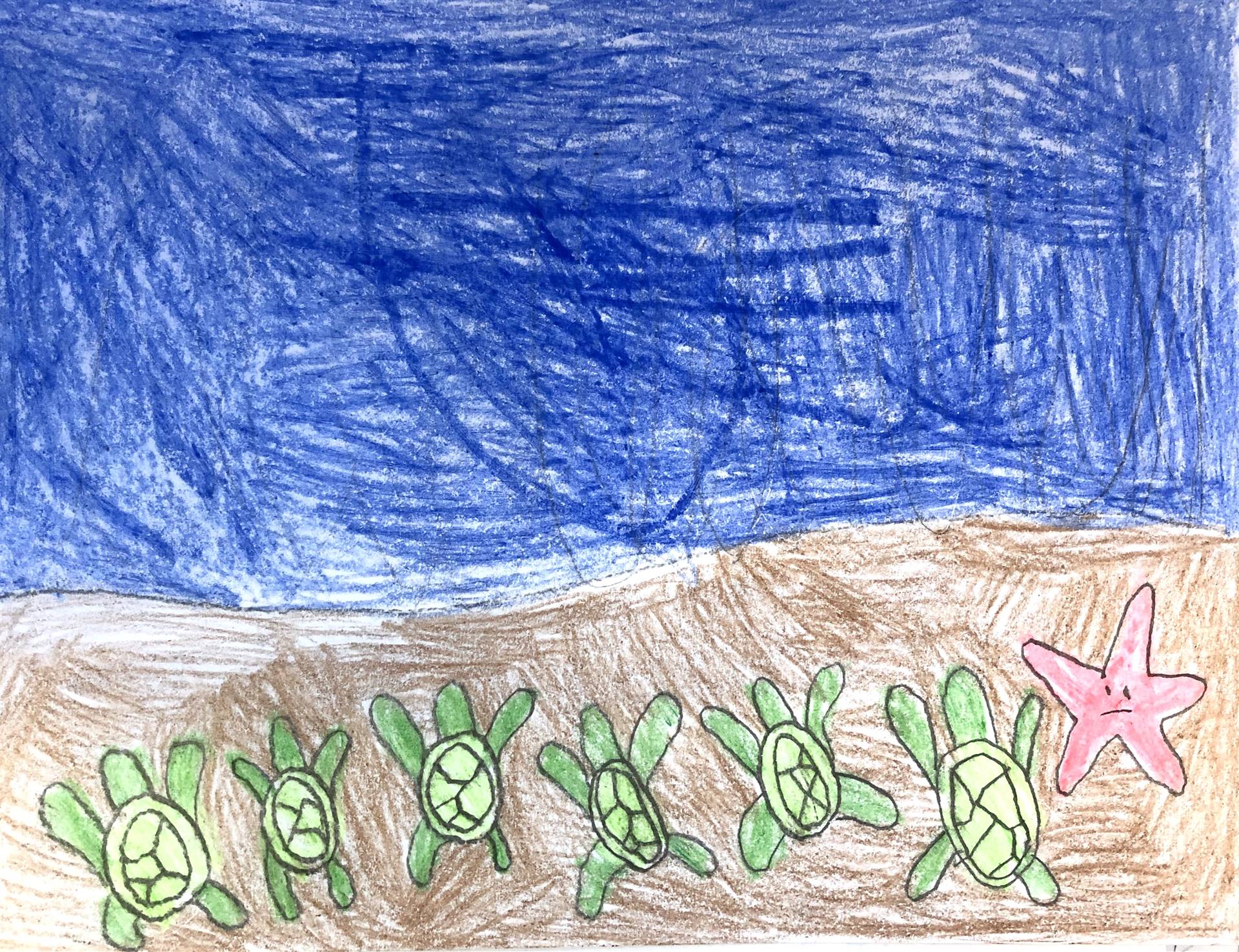 Sea Turtle drawing